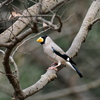 公園の野鳥.イカル .1