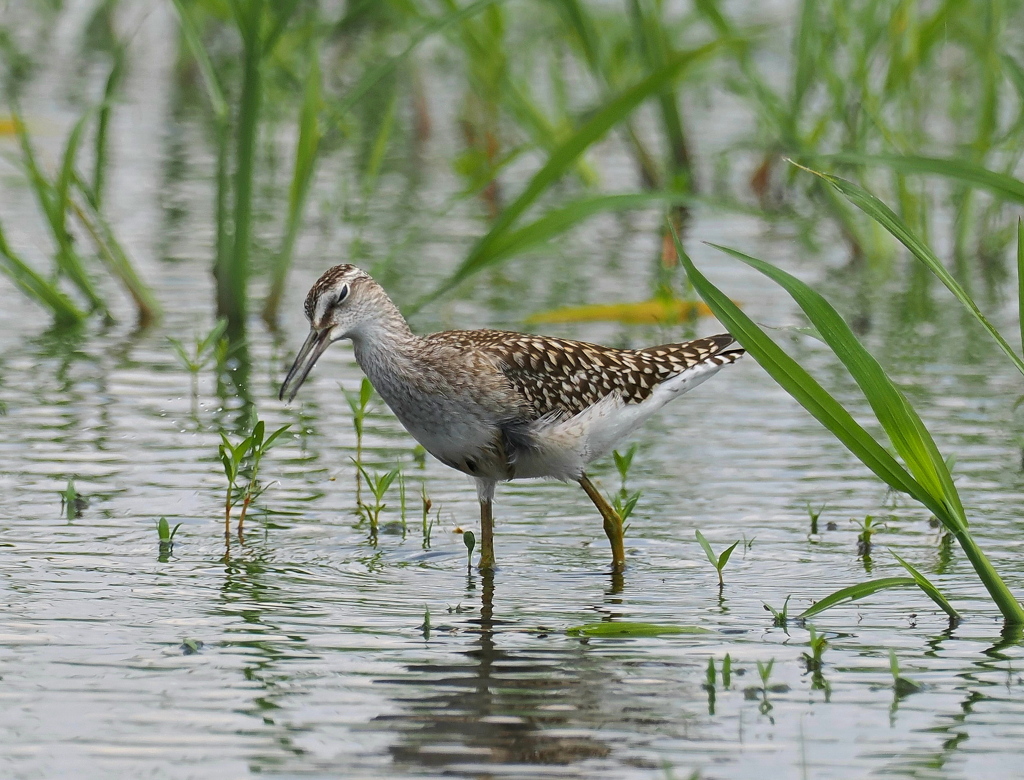 タカブシギ .4