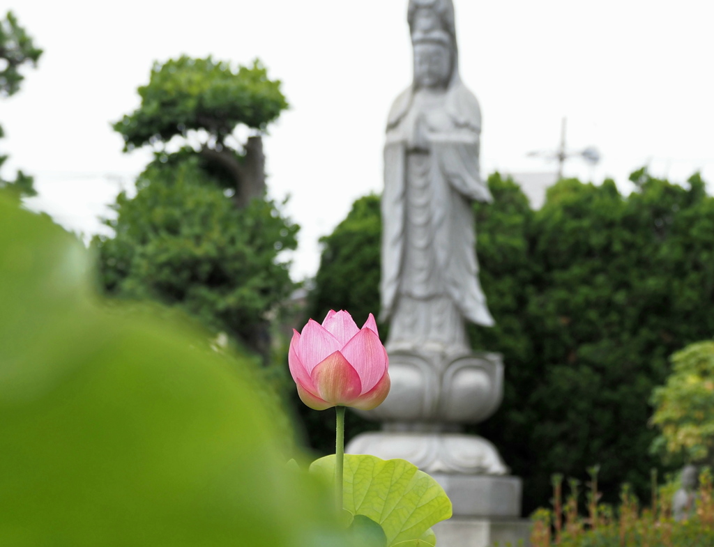 蓮の花.1