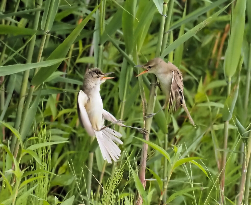 オオヨシキリ