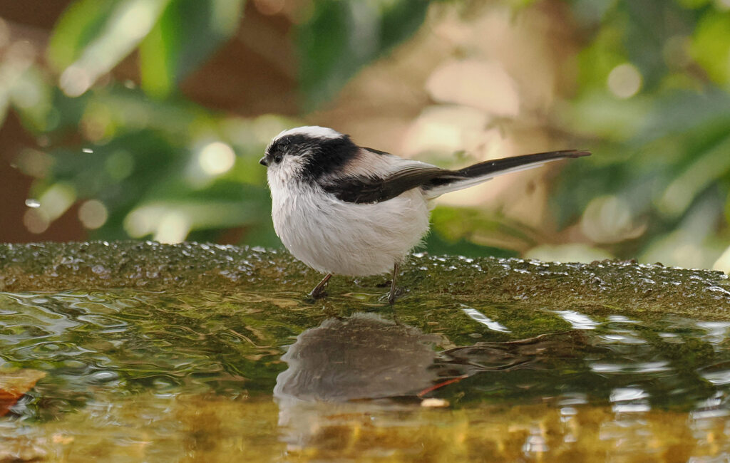 エナガ.1