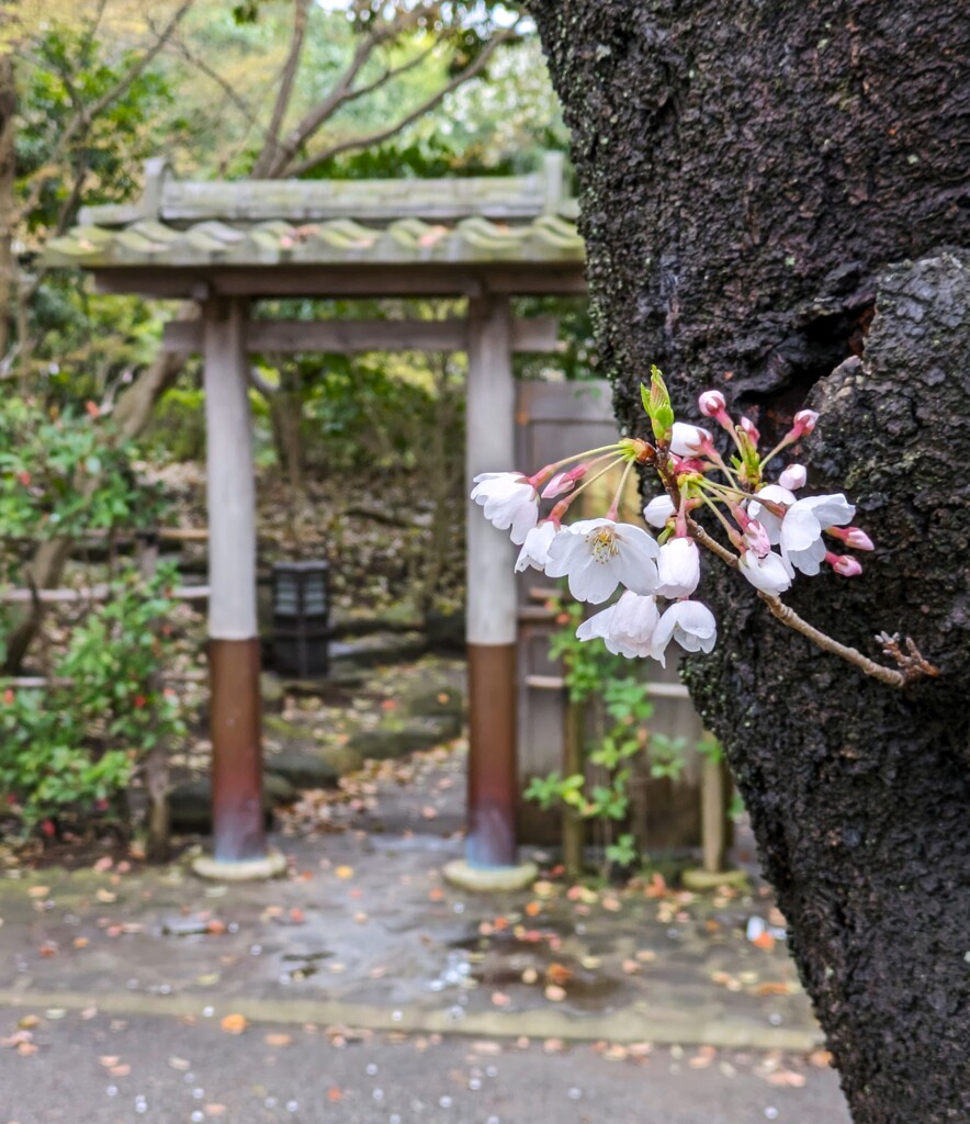 公園のさくら