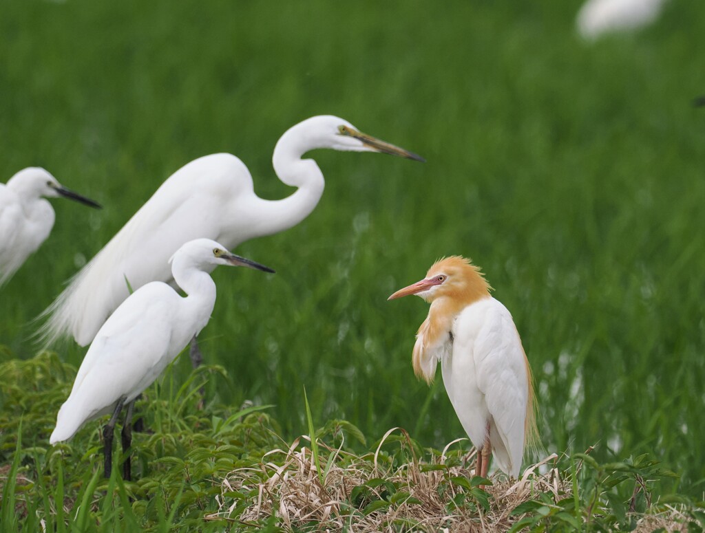 アマサギとコサギ＆チュウサギ
