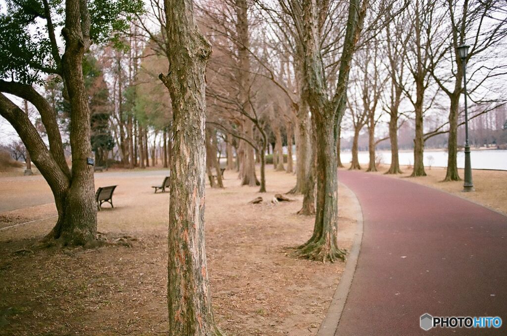 朝公園散歩