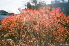 ユキヤナギの紅葉