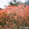 ユキヤナギの紅葉