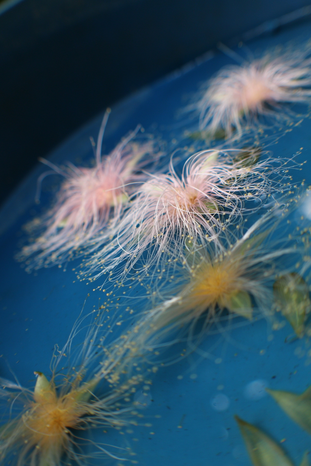 浮く花、沈む花
