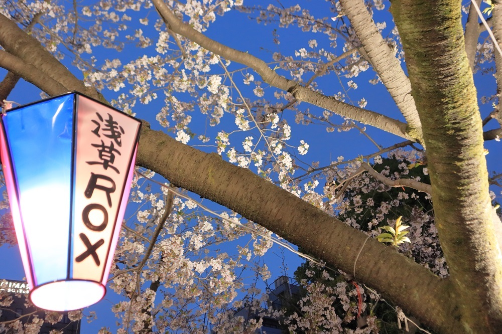 夜桜とぼんぼり