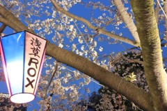 夜桜とぼんぼり