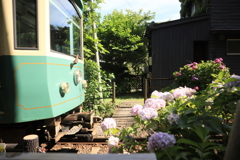 電車と紫陽花