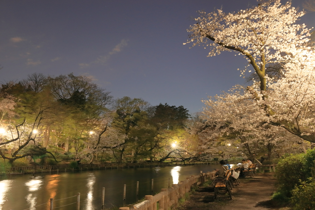 井の頭公園の夜桜