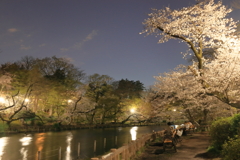 井の頭公園の夜桜