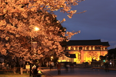 上野公園の桜