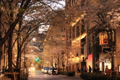 日本橋　桜のトンネル