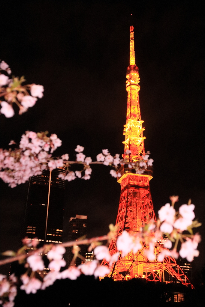東京タワーの桜
