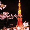 東京タワーの桜