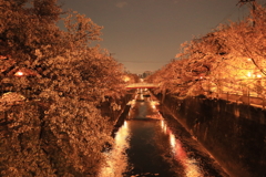 石神井川の夜桜