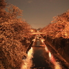 石神井川の夜桜