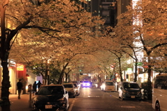 日本橋　桜のトンネル