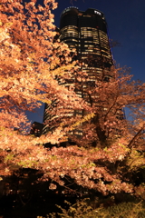 森タワーと夜桜