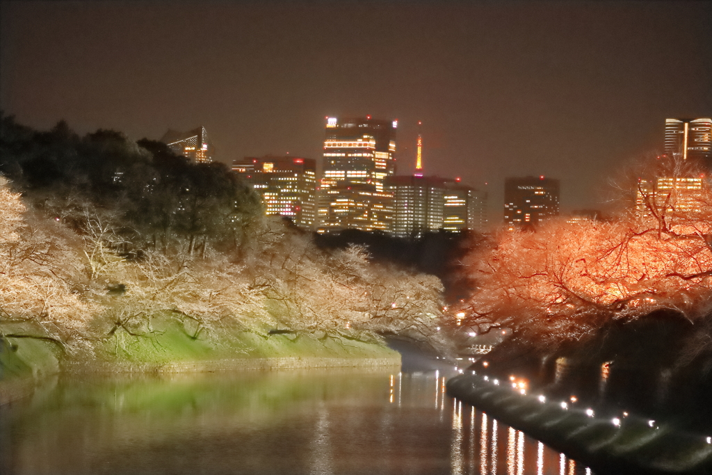 千鳥ヶ淵の夜