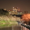 千鳥ヶ淵の夜