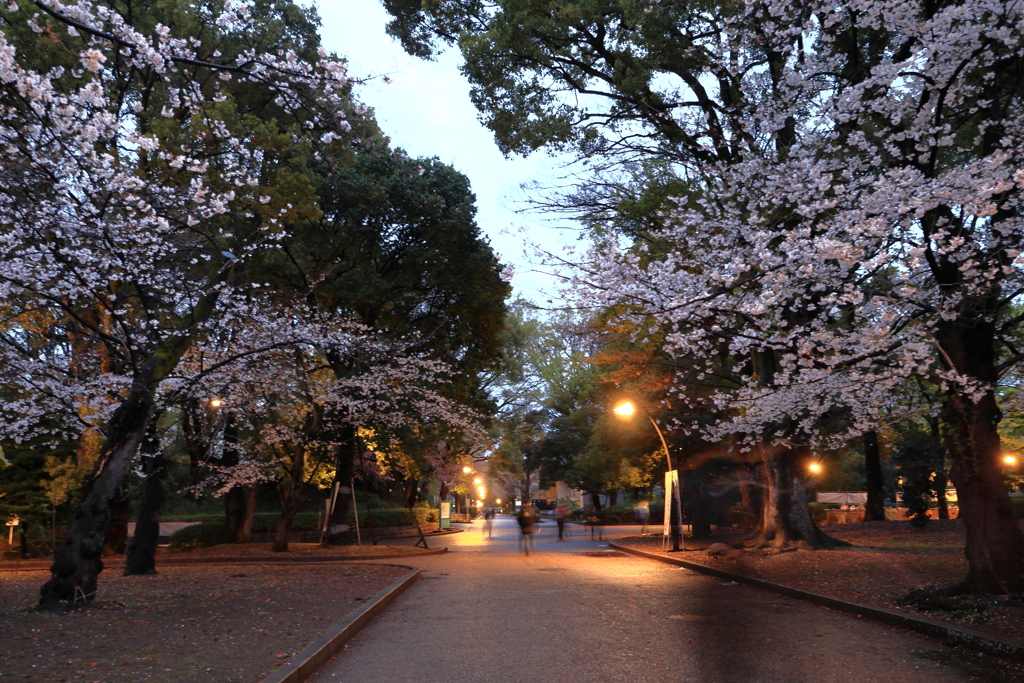 上野の桜