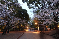 上野の桜