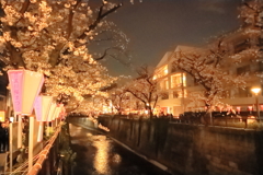 目黒の夜桜