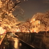 目黒の夜桜