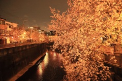 石神井川の夜桜