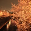石神井川の夜桜