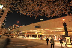 日本橋の桜