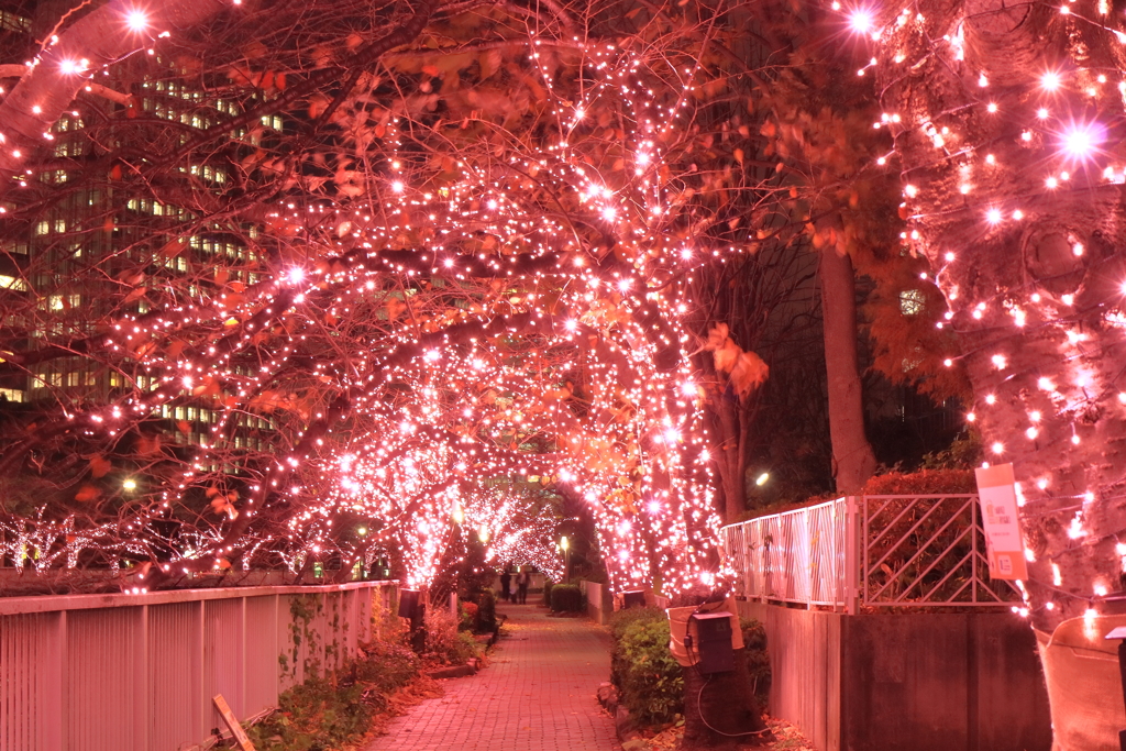 目黒川「冬の桜」