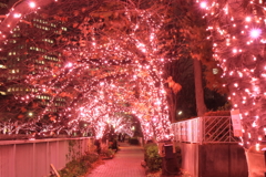 目黒川「冬の桜」