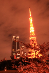 東京タワーの桜