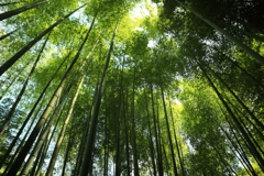 深緑の竹林