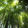 深緑の竹林