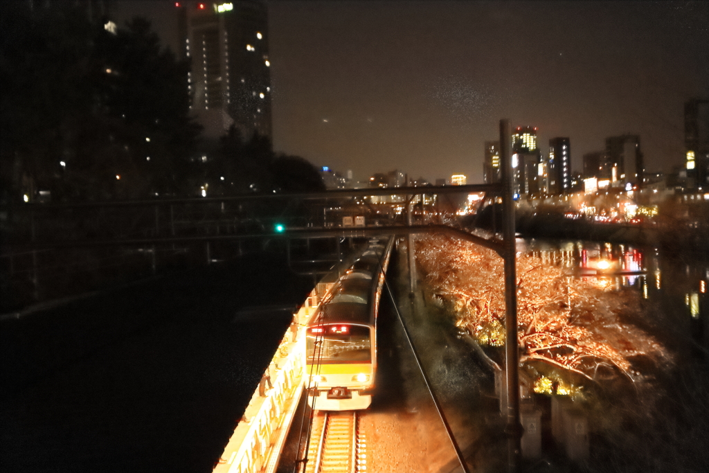 夜の外濠の桜並木を疾走する電車