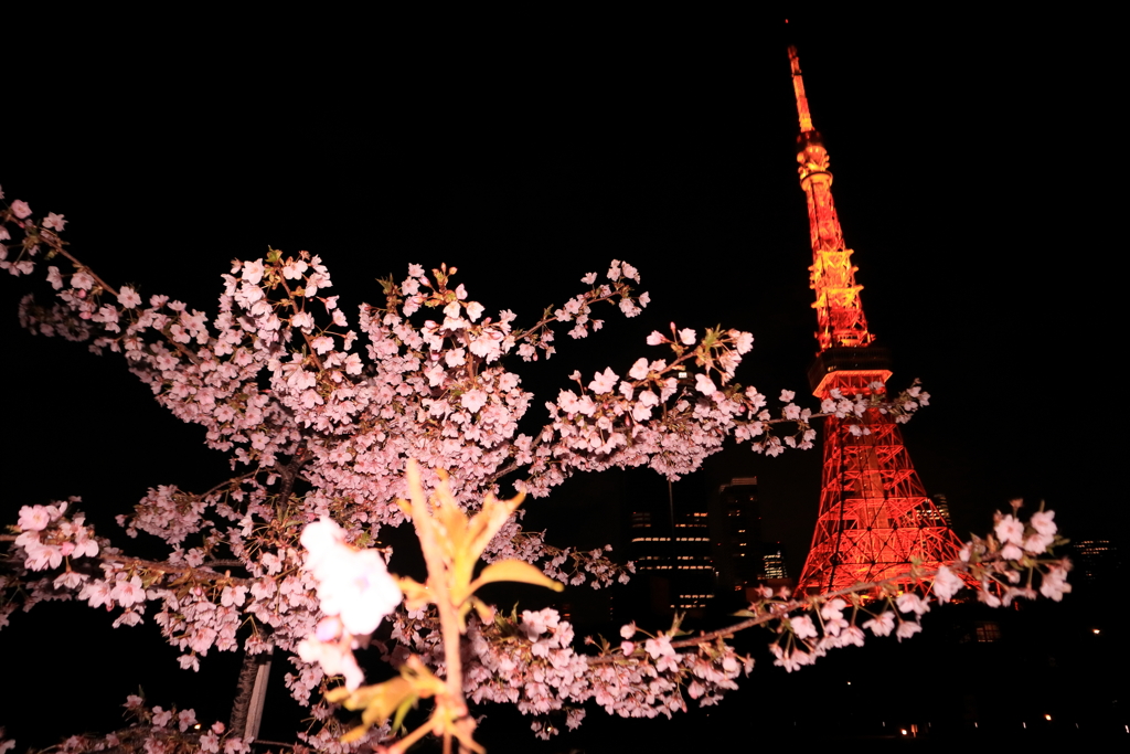 東京タワーの桜