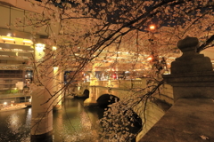 日本橋の桜