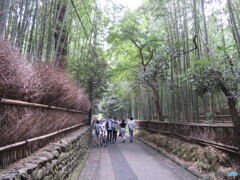 嵐山　竹林の小径