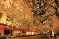 高島屋の桜