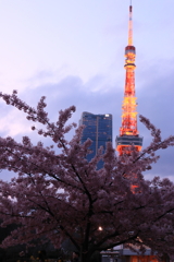 東京タワーの桜