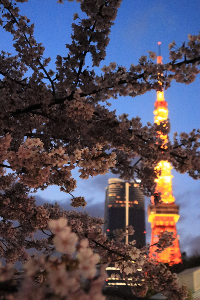 東京タワーの桜