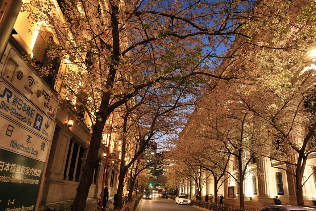 桜のトンネル