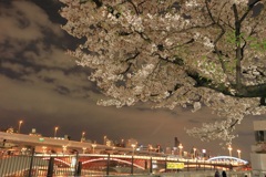 隅田川と夜桜
