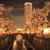 目黒の夜桜
