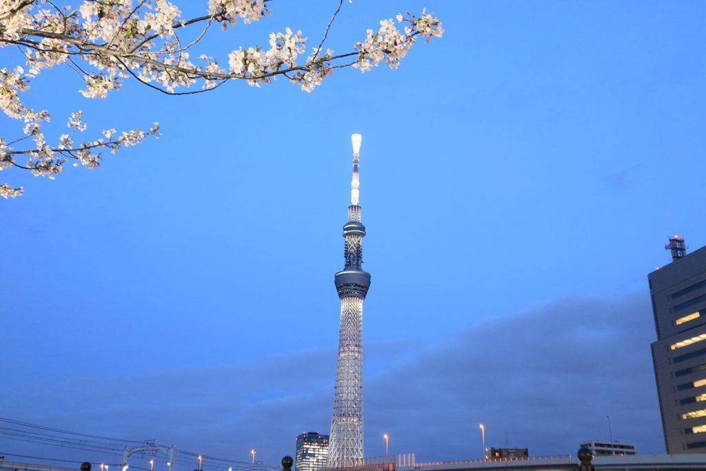 桜とスカイツリー