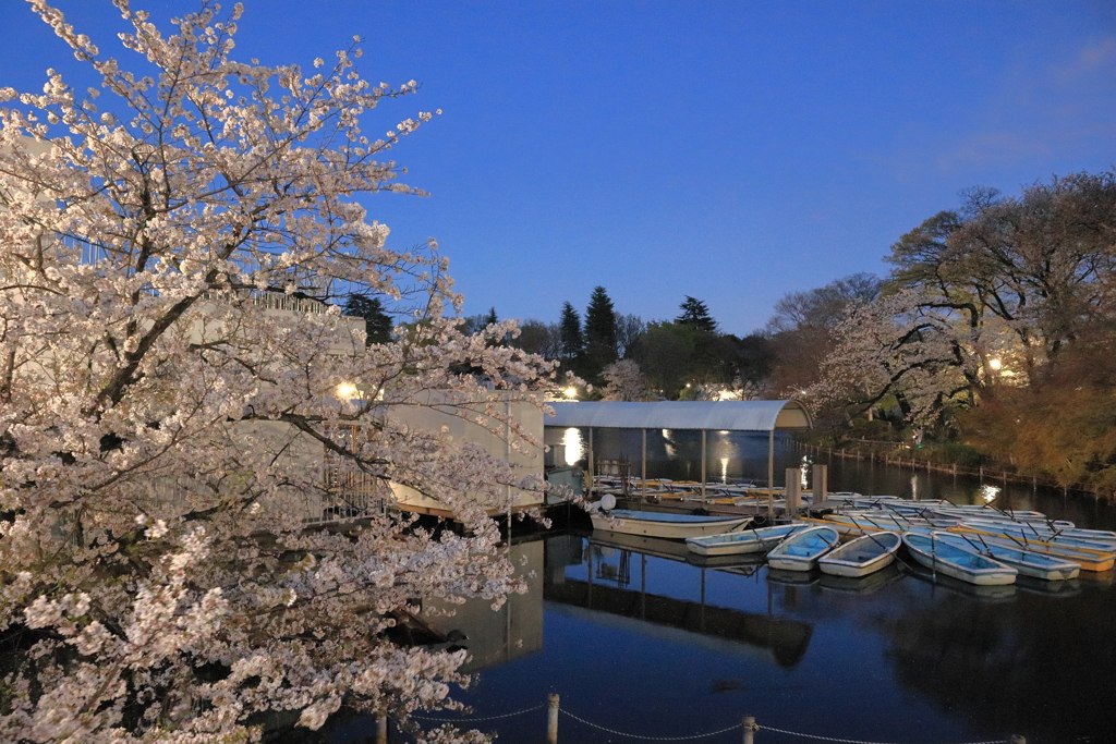 井の頭公園の夜桜